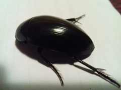 Hydrophilus aterrimus