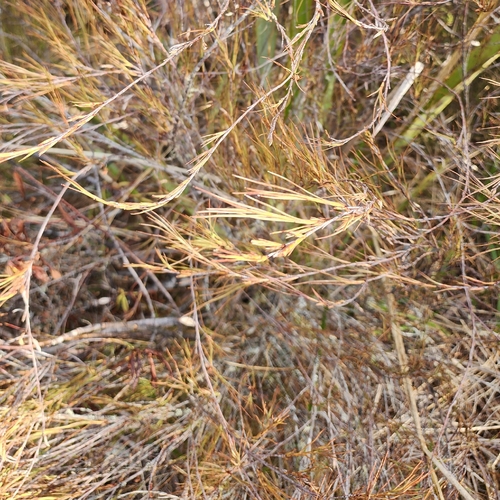 Dracophyllum subulatum observed 2026-10-20