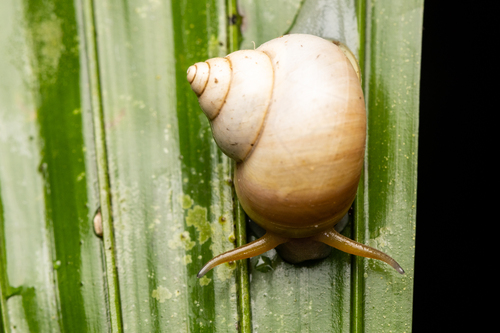 Leptopoma vitreum, 2026-10-21