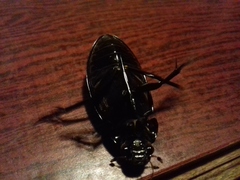 Hydrophilus aterrimus