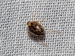 Peltodytes edentulus