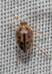 Peltodytes edentulus