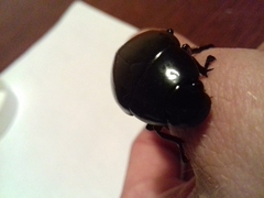 Hydrophilus aterrimus