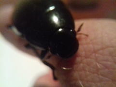 Hydrophilus aterrimus