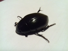 Hydrophilus aterrimus