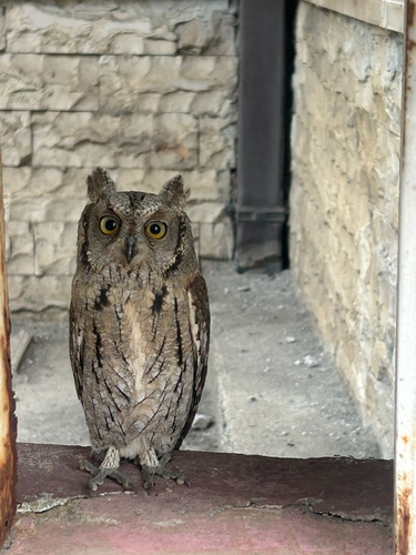 iNaturalist image