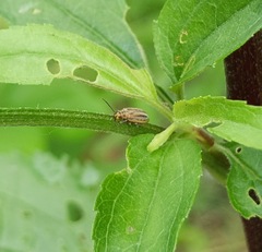 Ophraella notata