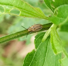 Ophraella notata