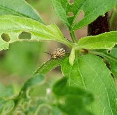 Ophraella notata