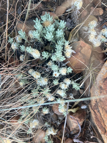 Helichrysum cerastioides, 2026-10-21