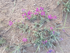 Oxytropis lanata