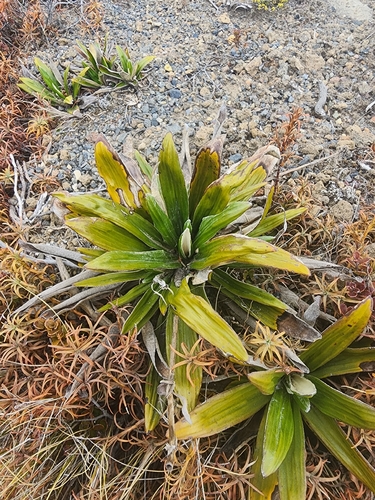 Celmisia spectabilis observed 2026-10-20