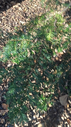 Taxus cuspidata observed 2026-10-23