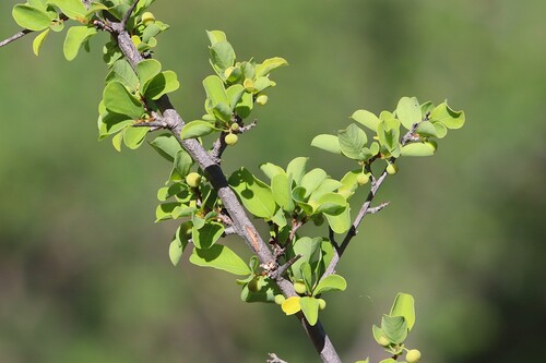 Flueggea virosa observed 2026-10-23
