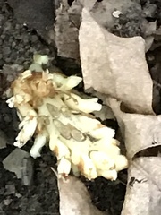 Conopholis americana