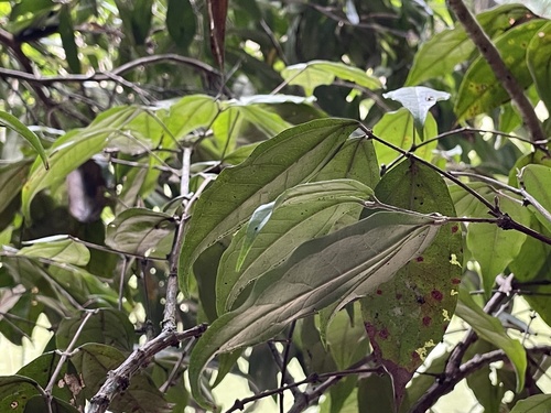 Rhodamnia sessiliflora observed 2026-10-23