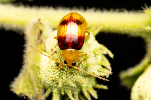 Monolepta observed 2026-10-22