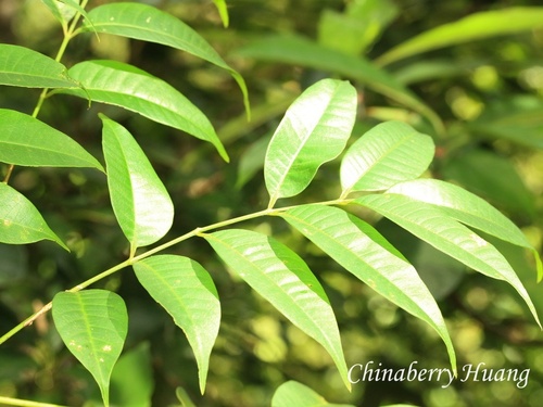 Toxicodendron succedaneum observed 2026-10-21