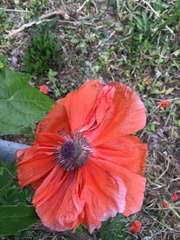 Papaver orientale