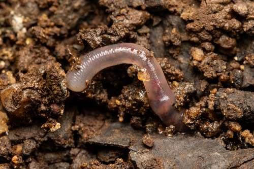 Pontoscolex corethrurus observed 2026-10-23