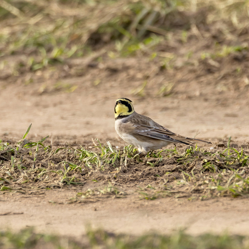 iNaturalist image