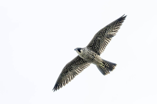 iNaturalist image