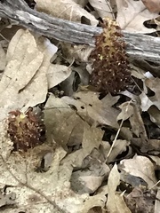 Conopholis americana