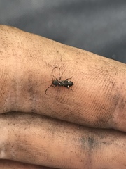 Psenocerus supernotatus