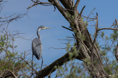 iNaturalist image