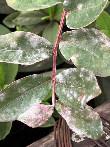 Lagerstroemia observed 2026-10-23