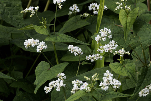 Fagopyrum cymosum, 2026-10-23