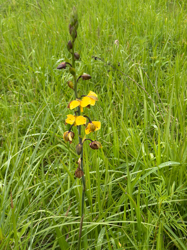Eulophia streptopetala, 2026-10-23