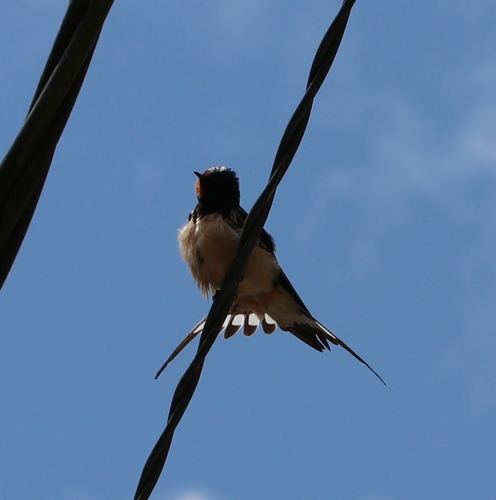 iNaturalist image