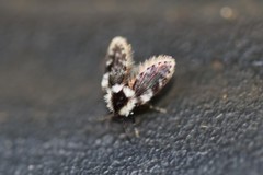 Lepiseodina conspicua
