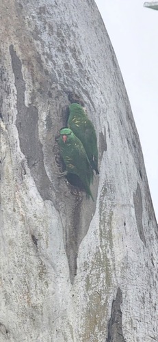 Trichoglossus chlorolepidotus, 2026-10-22