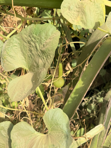 Lagenaria siceraria observed 2026-10-23