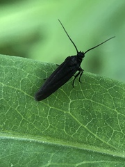 Scythris sinensis