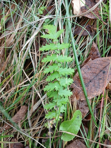 Filipendula vulgaris, 2026-10-23