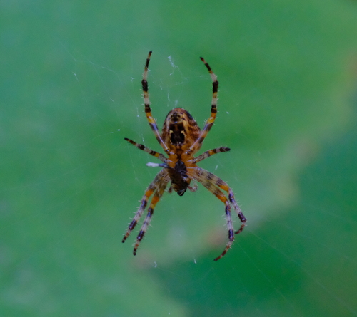 Cross Orbweaver photograph by the iNaturalist community