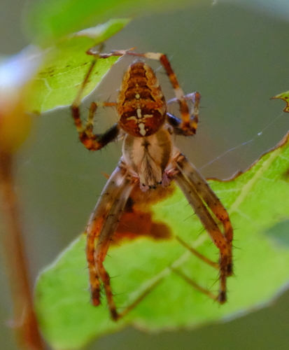 Cross Orbweaver photograph by the iNaturalist community