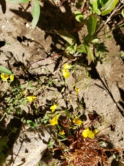 Camissonia sierrae sierrae