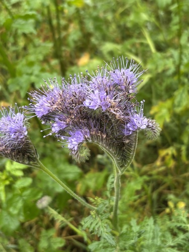 Phacelia tanacetifolia, 2026-10-23