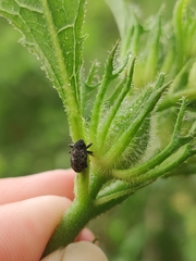 Eubulus