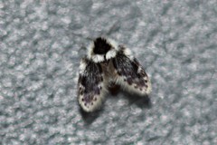 Lepiseodina conspicua