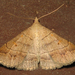 Renia Moths - Photo (c) Anita363, some rights reserved (CC BY-NC)