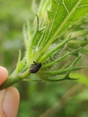 Eubulus