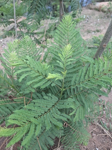 Jacaranda mimosifolia observed 2026-10-23