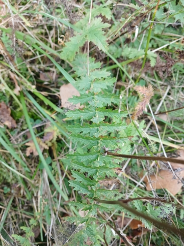 Filipendula vulgaris, 2026-10-23