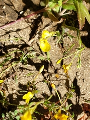 Camissonia sierrae sierrae