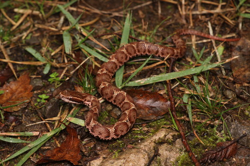 Gloydius blomhoffii observed 2026-10-20